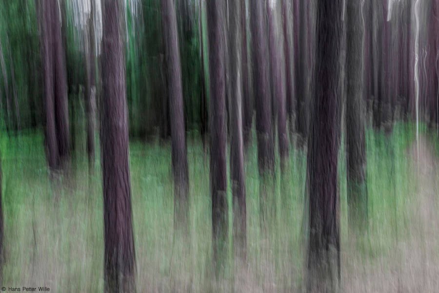 HPWille_Foto_MG_1081-p2 kopi-fb