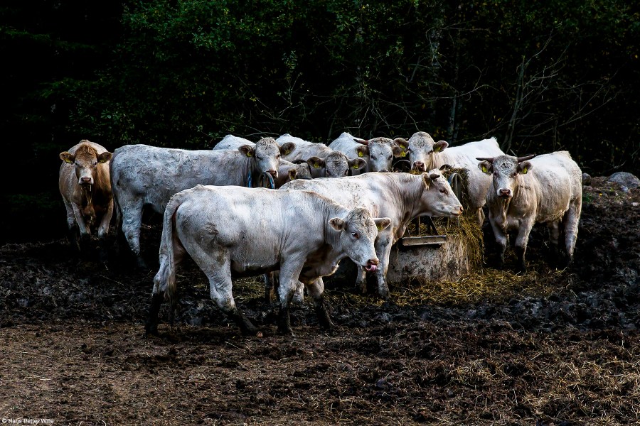 HPWilleFoto_Y6A2903fb